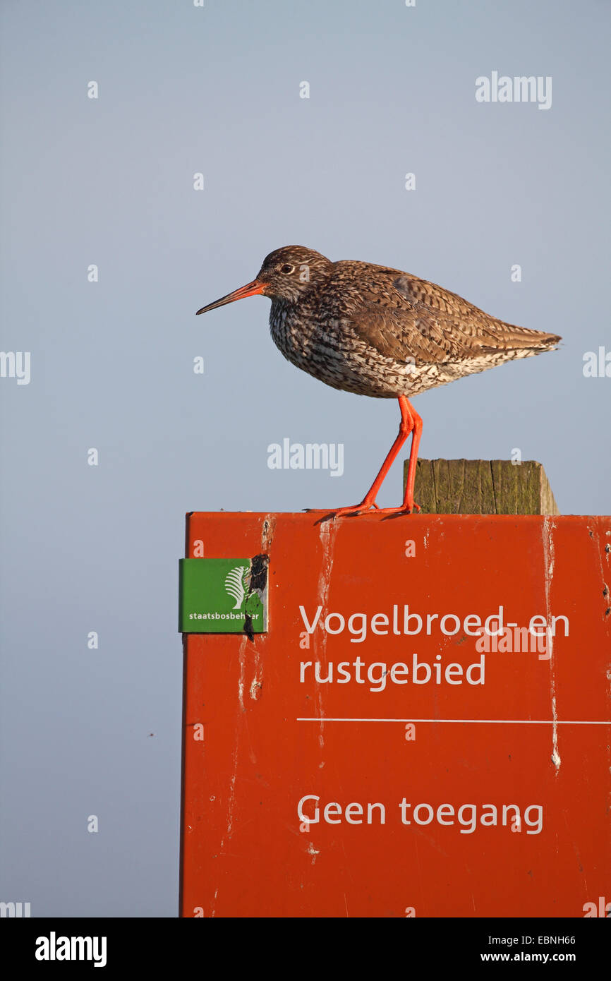 Comune (redshank Tringa totanus), seduta su una riserva di uccelli segno, Paesi Bassi, Flevoland Foto Stock