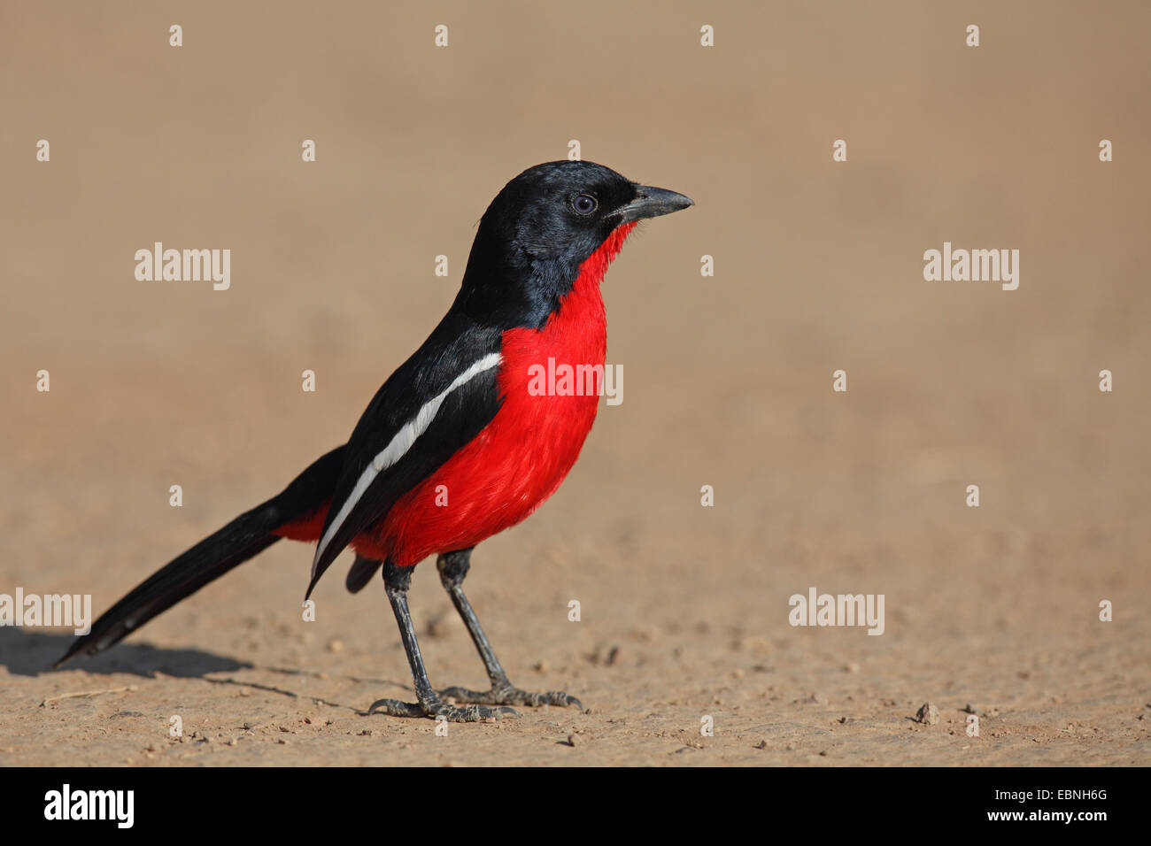 La Burchell gonolek (Laniarius atrococcineus), in piedi sul suolo, Sud Africa, Parco Nazionale di Pilanesberg Foto Stock