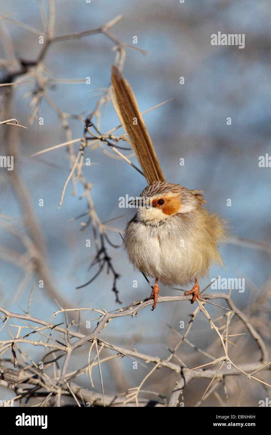 Rufous-eared prinia (Prinia pettorale), seduta in una spina boccola, Sud Africa, Kgalagadi Parco transfrontaliero Foto Stock