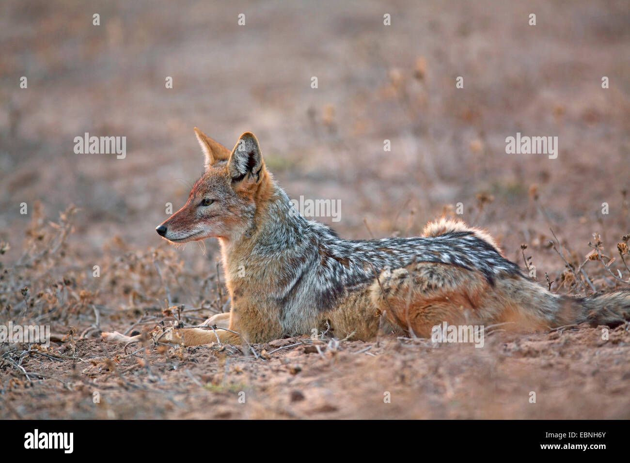 Nero-backed jackal (Canis mesomelas), giacente a terra nel primo sole del mattino, Sud Africa, Kgalagadi transfrontaliera Parco Nazionale Foto Stock