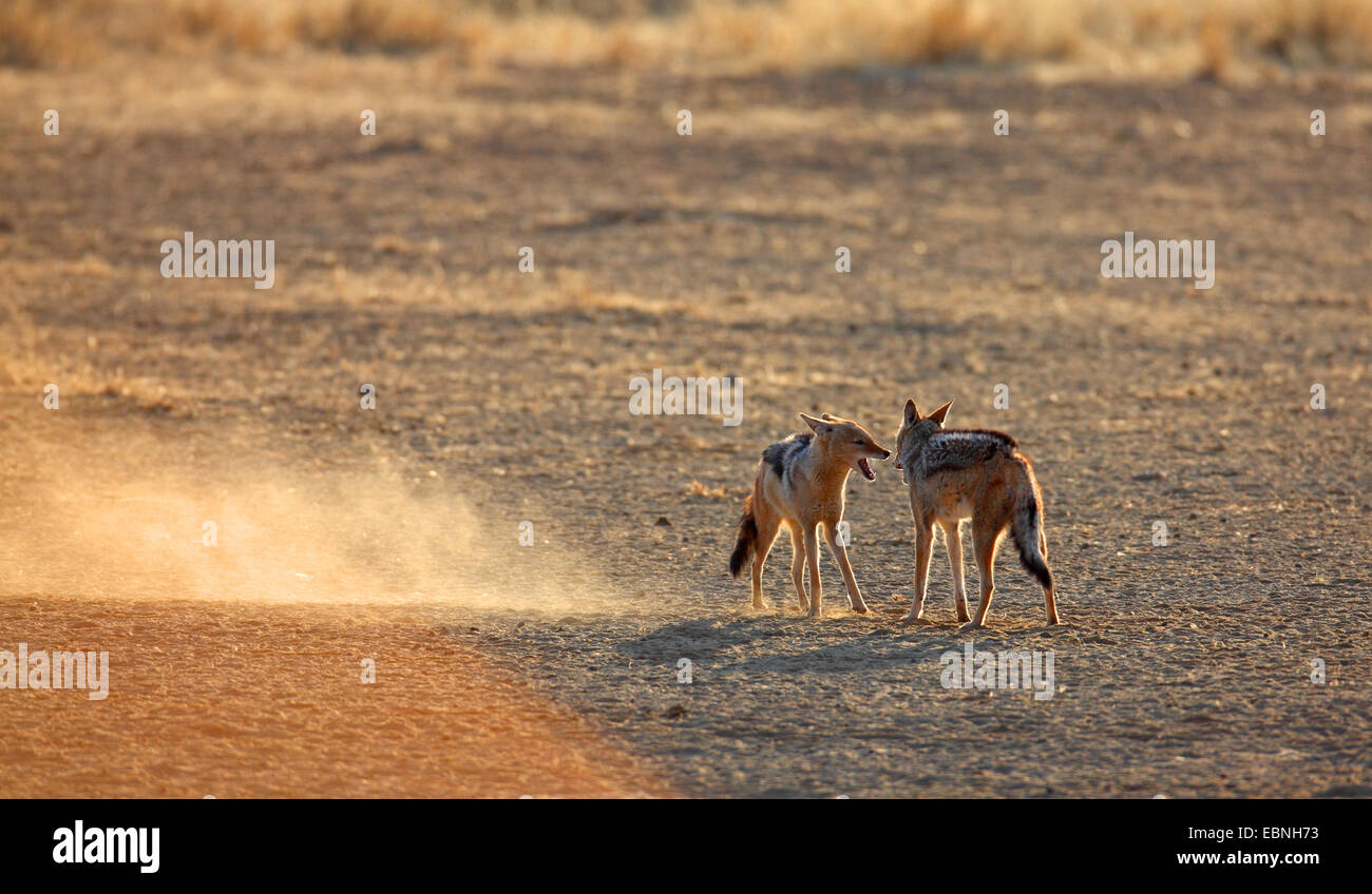 Nero-backed jackal (Canis mesomelas), due maschi lottano, luce opposta, Sud Africa, Kgalagadi transfrontaliera Parco Nazionale Foto Stock