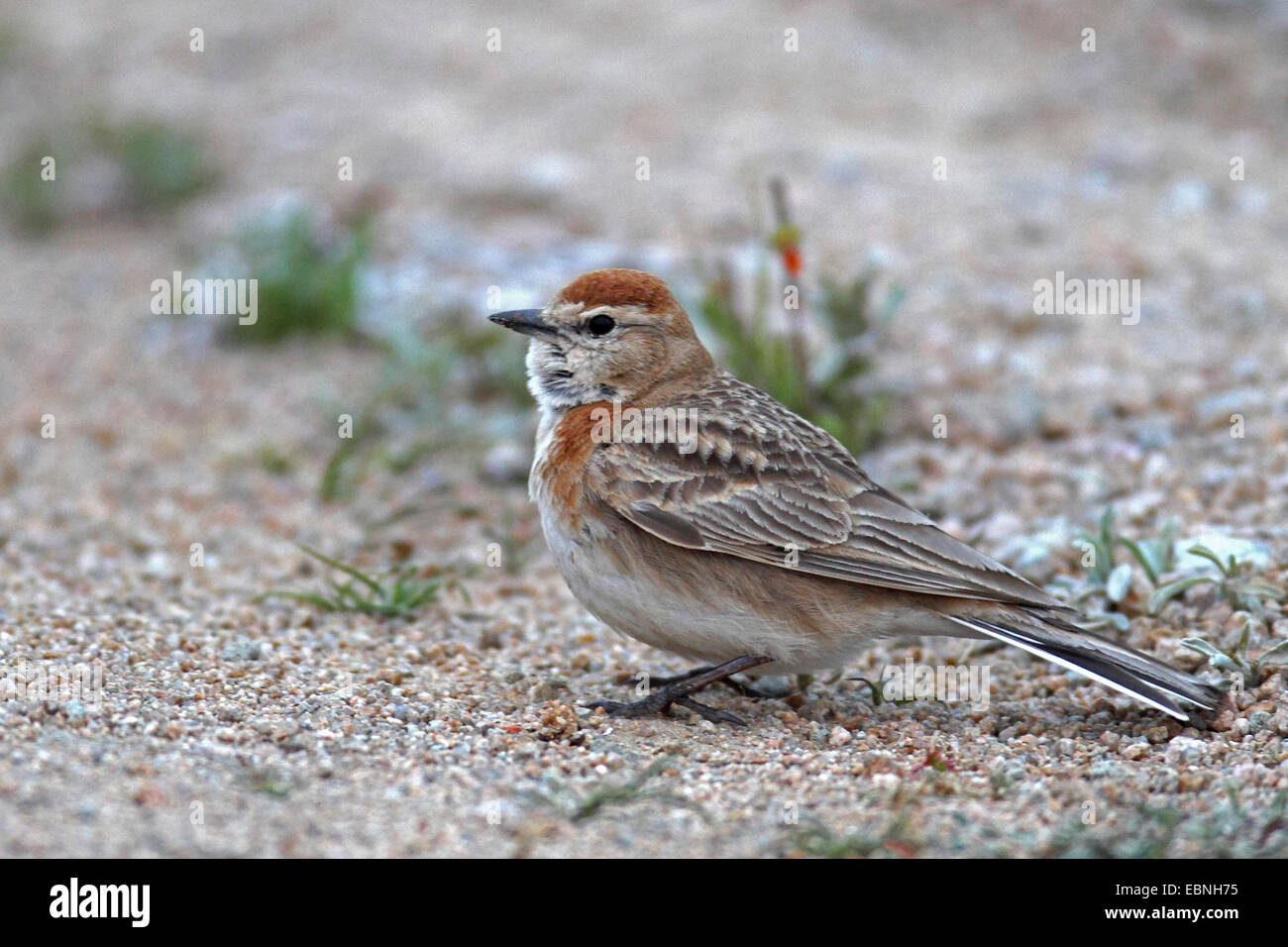 Red-capped lark (Calandrella cinerea), seduto a terra, Sud Africa, Barberspan Bird Sanctury Foto Stock