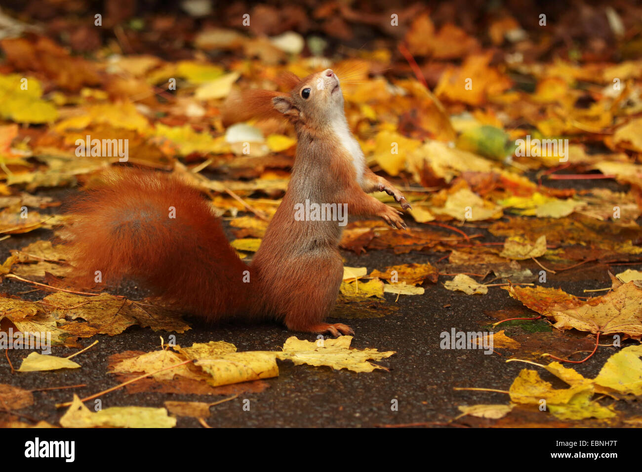 Unione scoiattolo rosso, Eurasian red scoiattolo (Sciurus vulgaris), in piedi sulle zampe posteriori e guardando in alto, Germania, Sassonia Foto Stock