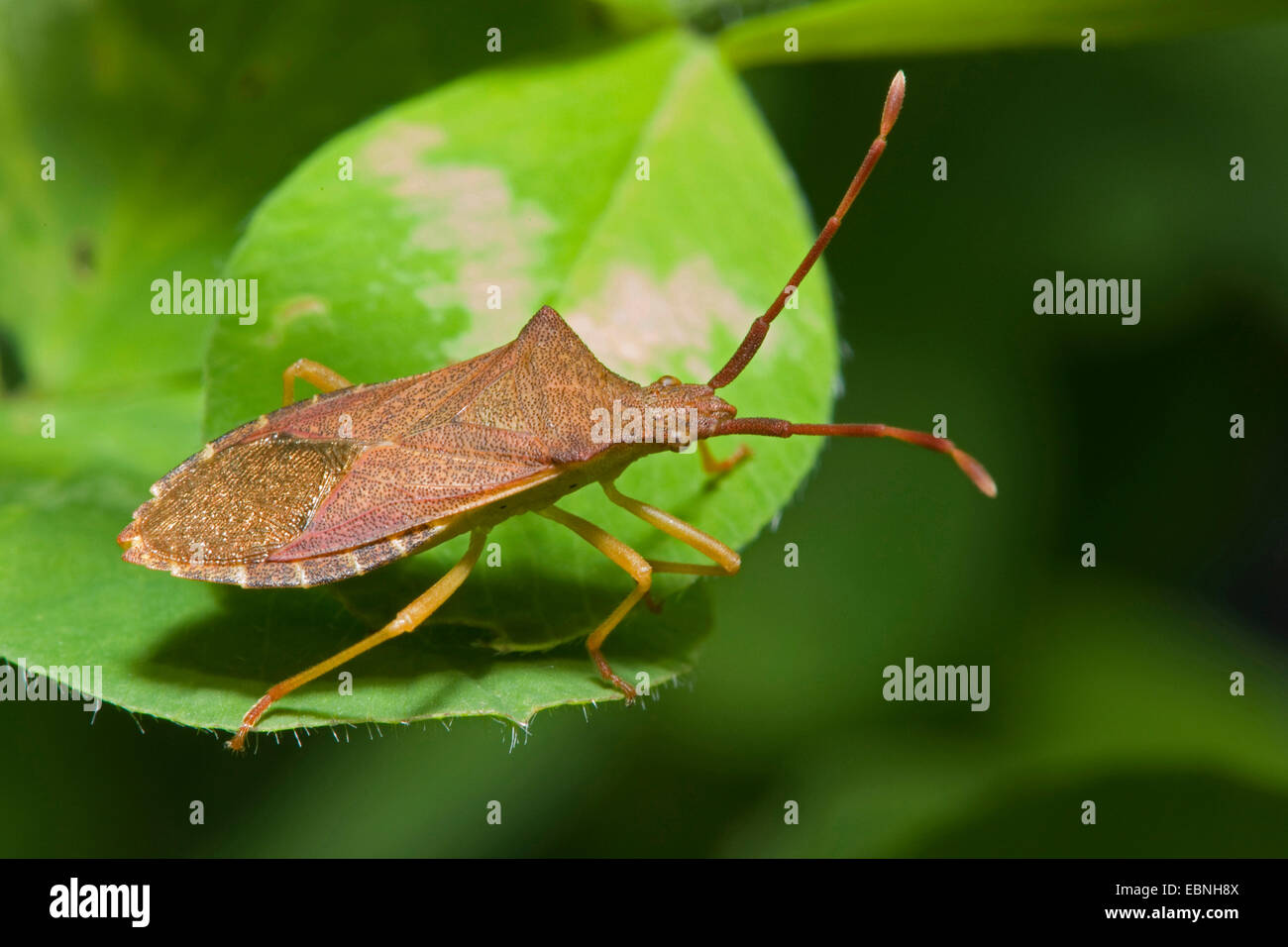 Foglia-footed bug (Gonocerus acuteangulatus), su una foglia Foto Stock