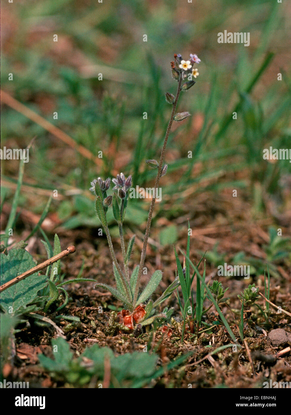 Giallo e blu "non ti scordar di me", cambiando dimenticare-me-non (Myosotis scolorire), fioritura, in Germania, in Renania settentrionale-Vestfalia Foto Stock
