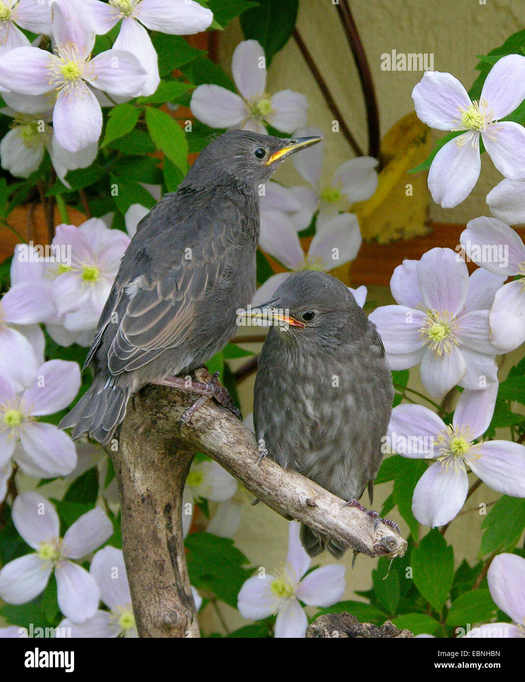 Starling comune (Sturnus vulgaris), due sviluppato di recente gli uccelli giovani nel giardino, Germania Foto Stock