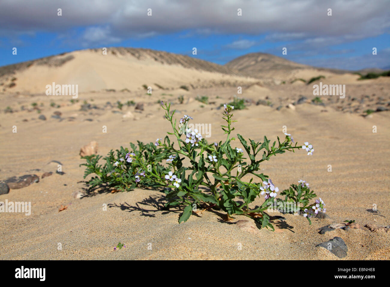 Unione searocket, mare rocket (Cakile maritima), pianta flowering cresce nella sabbia, isole Canarie Fuerteventura Foto Stock