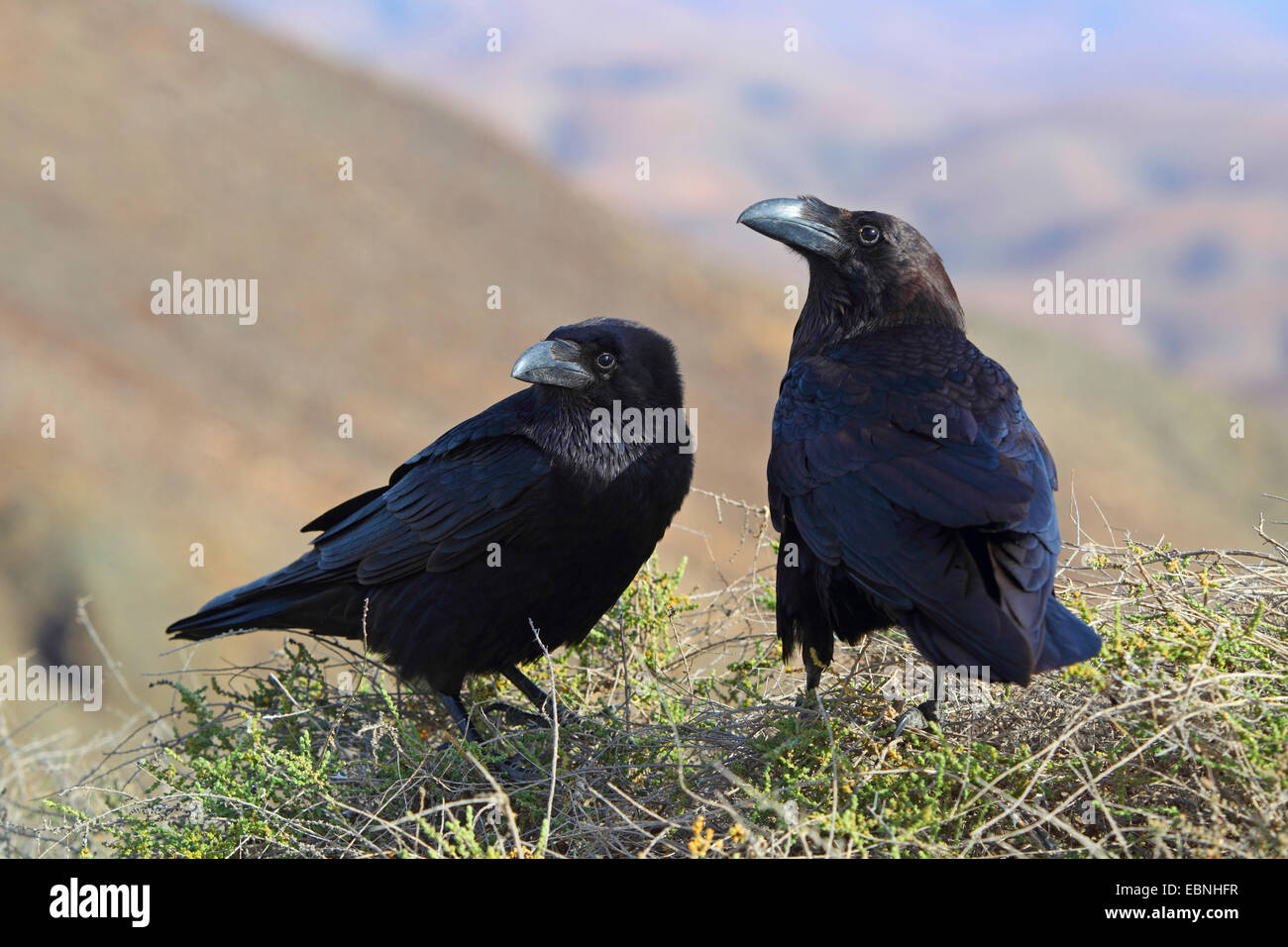 Corvo nordafricano (Corvus corax tingitanus, Corvus tingitanus), coppia siede su un cespuglio in montagna, Isole Canarie, Fuerteventura Foto Stock