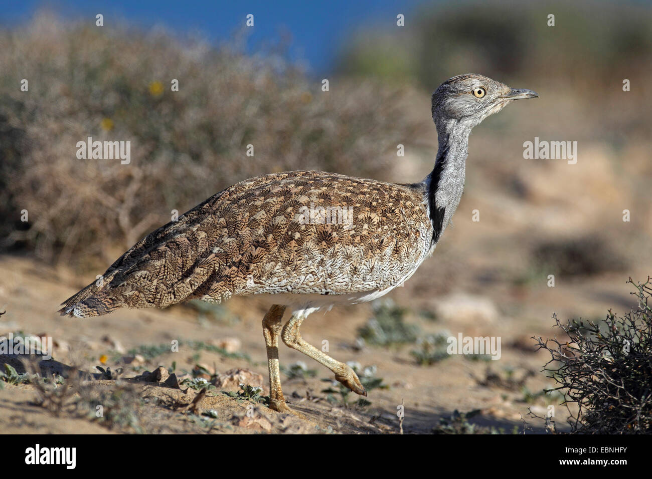 Houbara bustard (Chlamydotis undulata fuerteventurae), maschio passeggiate in semi-deserto, Isole Canarie Fuerteventura Foto Stock