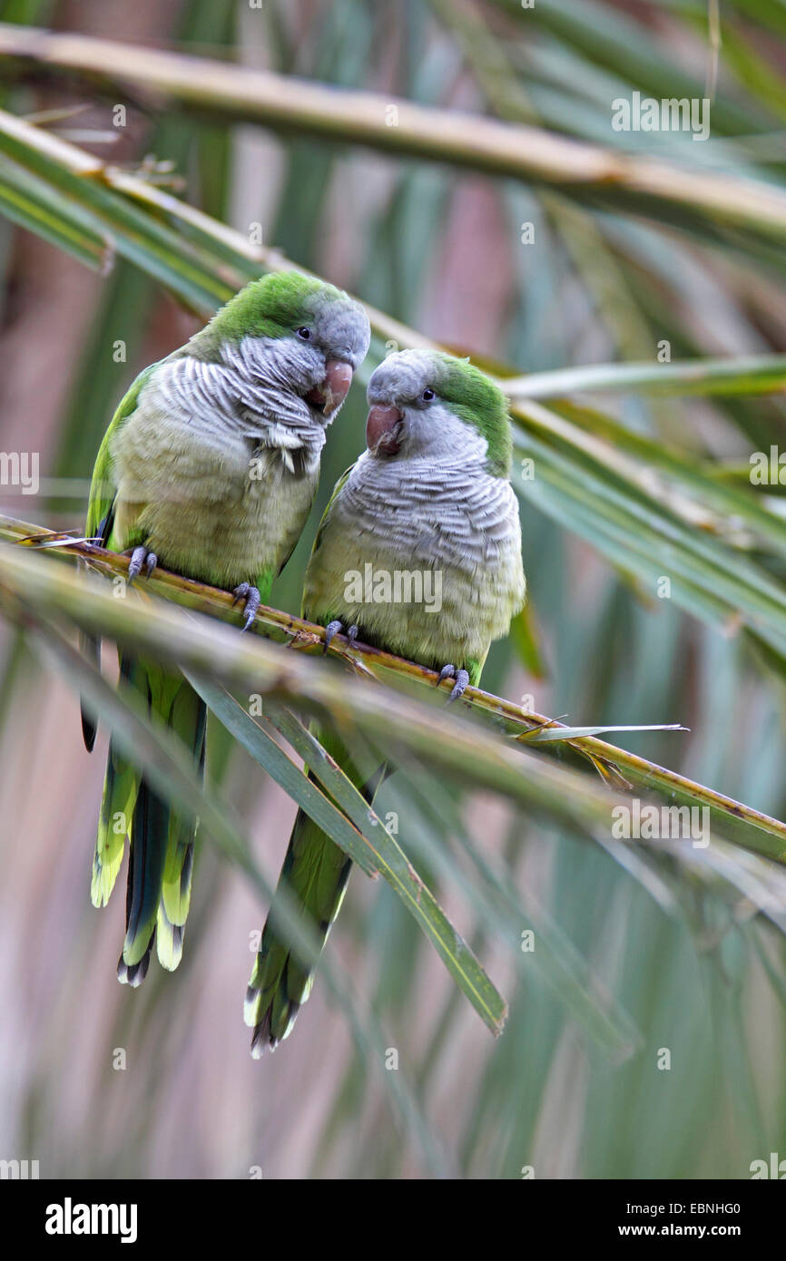 Monaco parrocchetto (Myiopsitta monachus), la coppia si siede in un albero di Palma Isole Canarie Fuerteventura, Morro Jable Foto Stock