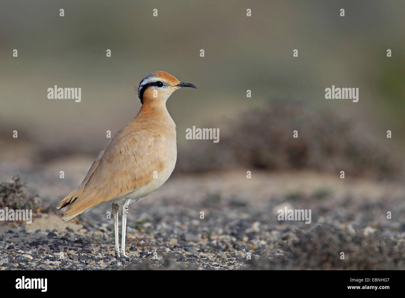 Color crema courser (Cursorius cursor), sorge in semi-deserto, Isole Canarie Fuerteventura Foto Stock