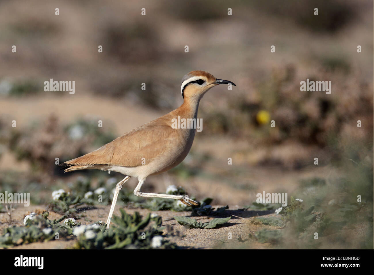 Color crema courser (Cursorius cursor), corre in semi-deserto, Isole Canarie Fuerteventura Foto Stock
