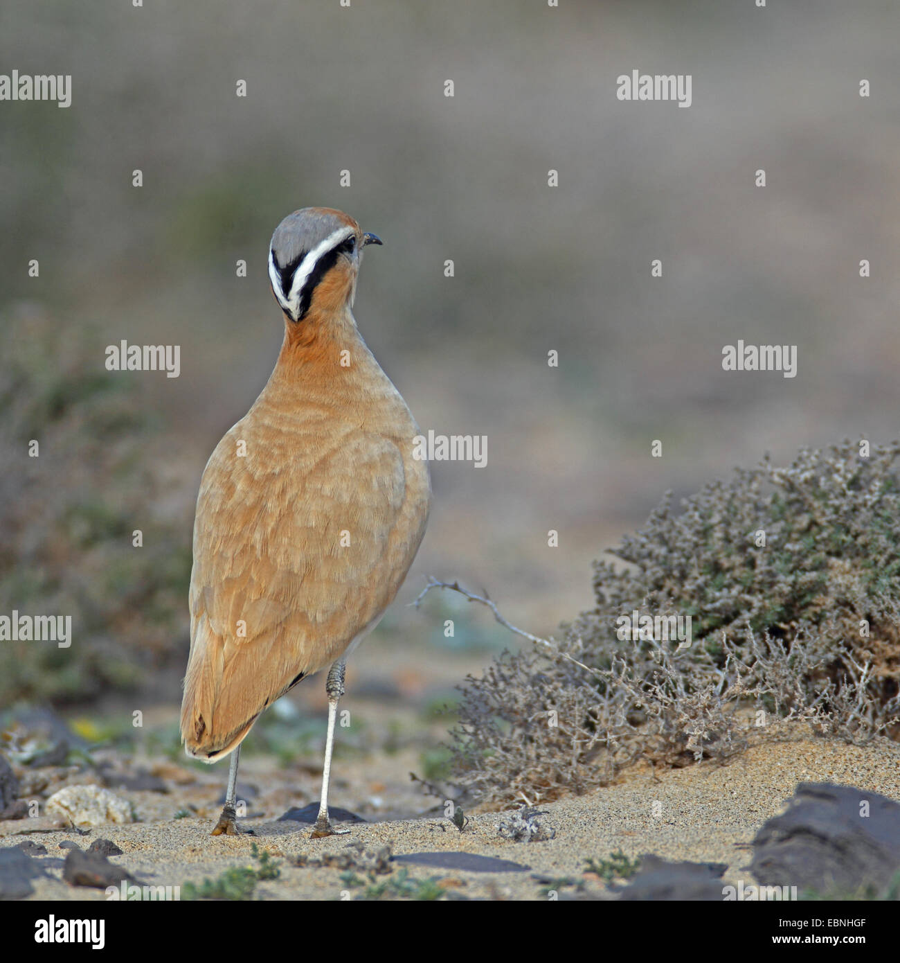 Color crema courser (Cursorius cursor), sorge in semi-deserto, vista posteriore, Isole Canarie Fuerteventura Foto Stock