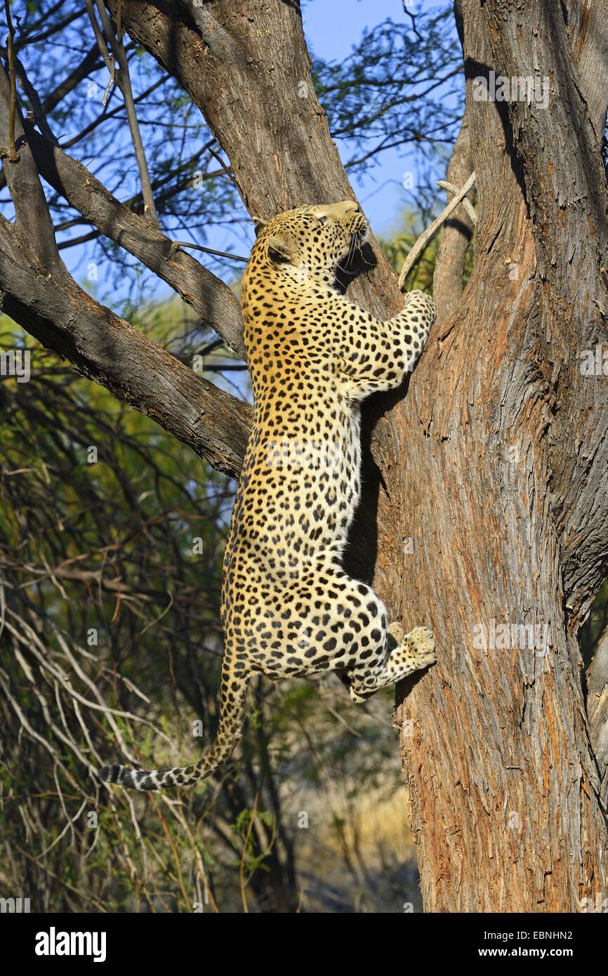 Leopard (Panthera pardus), arrampicata in un albero, Namibia, Khomas Foto Stock