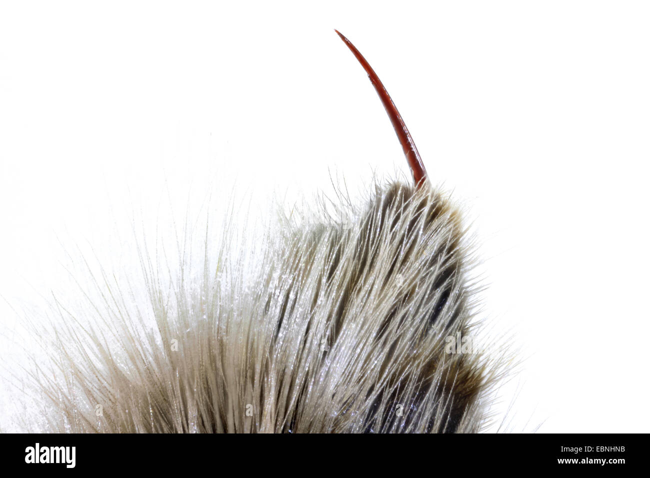 Piccolo giardino Bumble Bee (Bombus hortorum), lo stinger di Bumble Bee Foto Stock