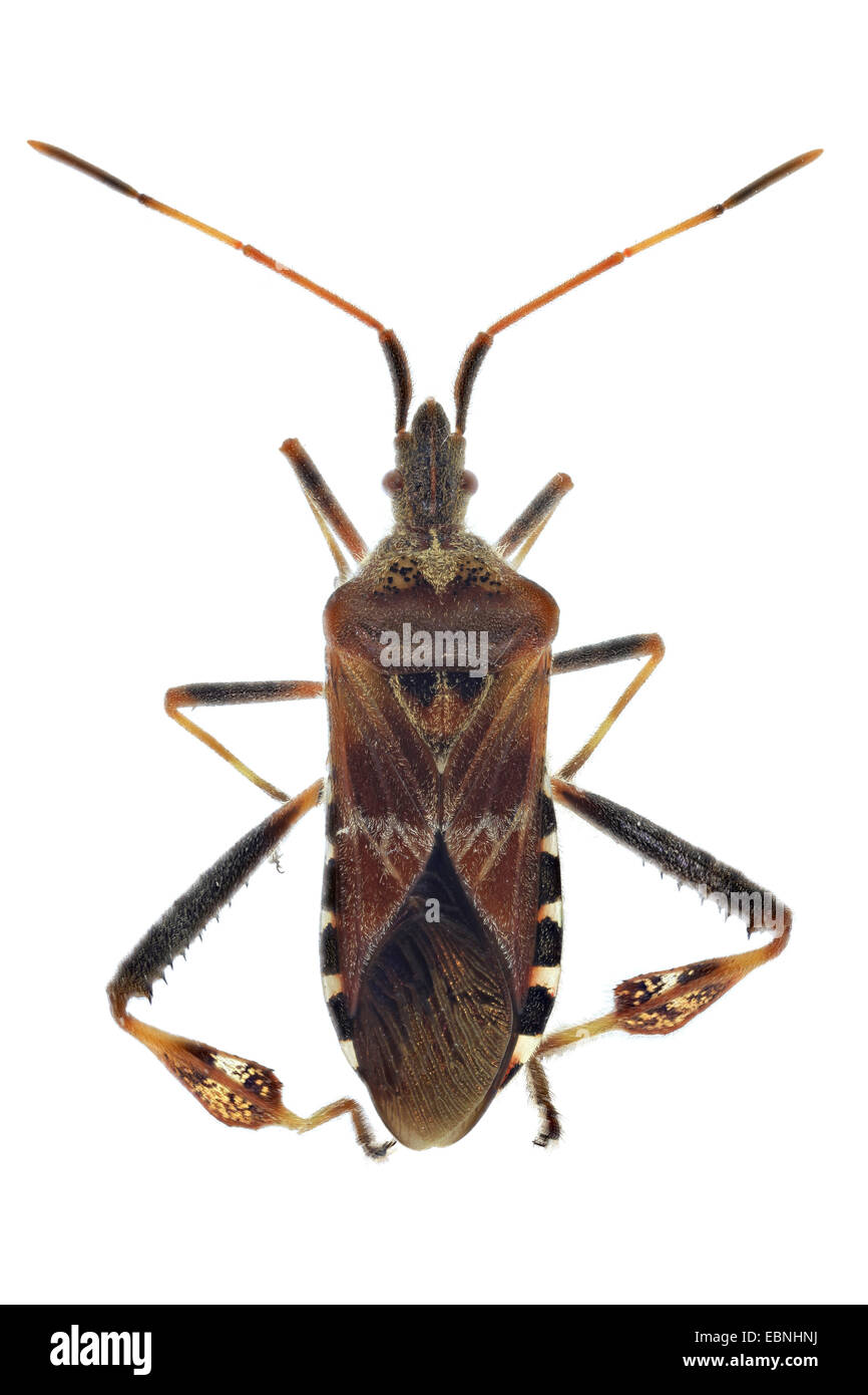 Western sementi di conifere bug (Leptoglossus occidentalis), vista dall'alto, ritaglio Foto Stock