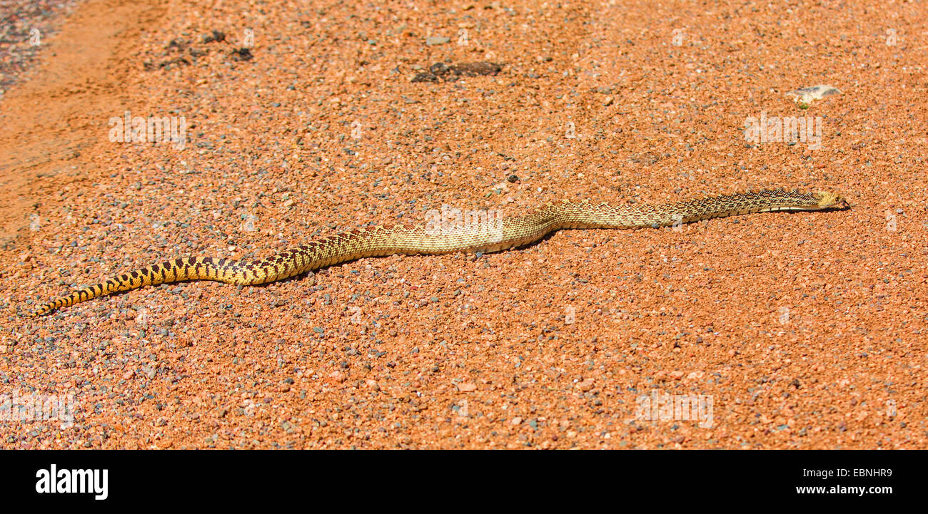 Sonoran Gopher snake (Pituophis catenifer affinis), sul suolo sabbioso, STATI UNITI D'AMERICA, Arizona Sonoran Foto Stock