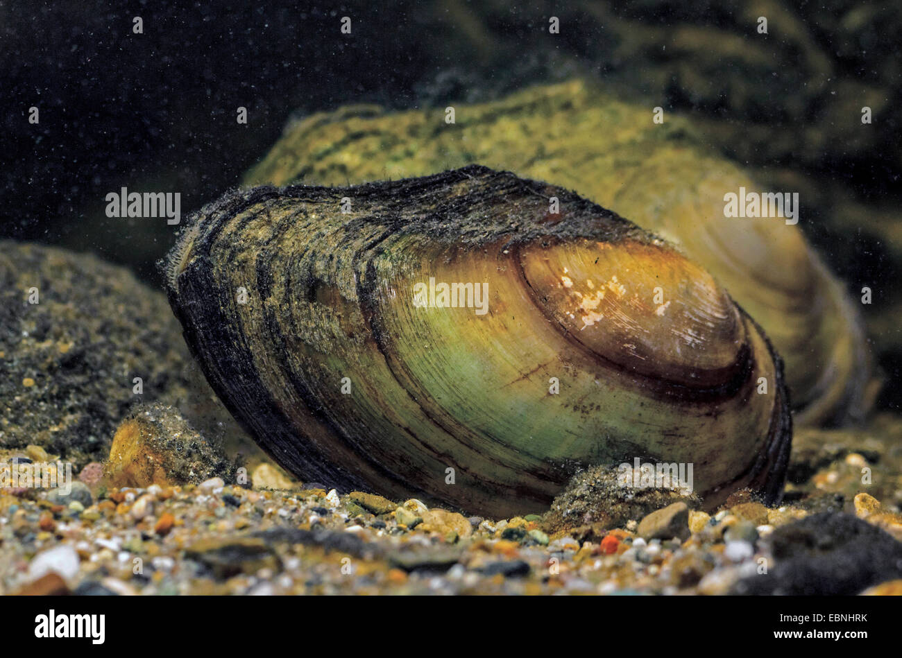 Swan cozza (Anodonta cygnea), due swan mitili sul terreno, Germania Foto Stock