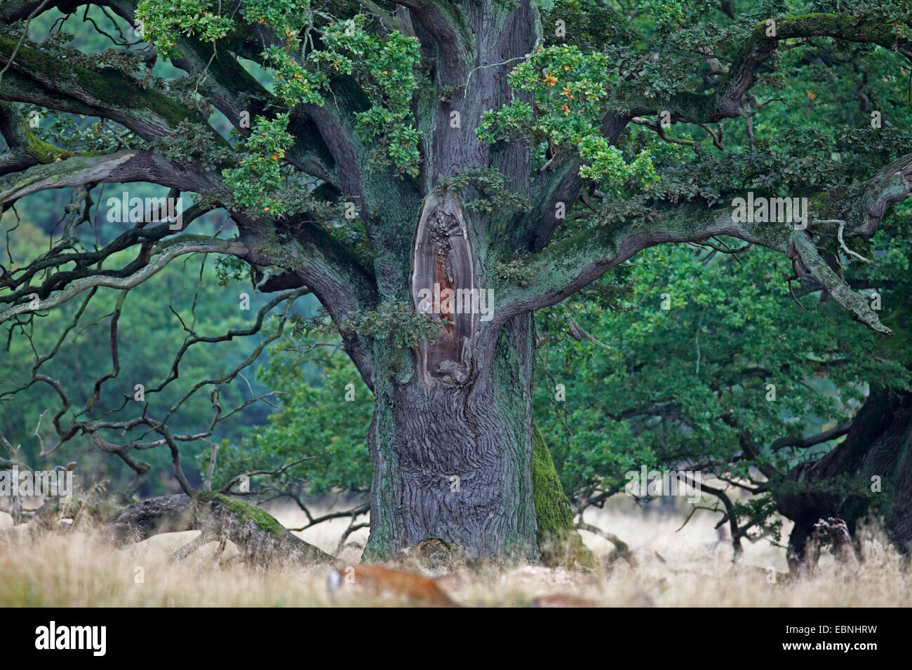 Comune di Quercia farnia, farnia (Quercus robur), vecchio albero, Danimarca, Jaegersborg Park, Copenaghen Foto Stock