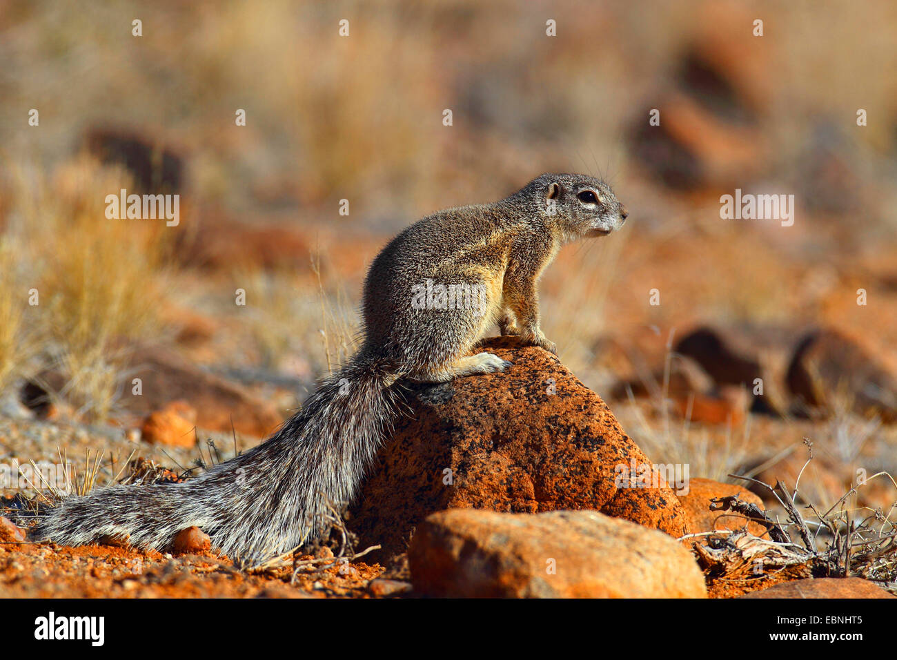 Sudafricano scoiattolo di terra, terra del capo scoiattolo (Geosciurus inauris, Xerus inauris), femmina seduto su di una pietra, Sud Africa, Augrabies Falls National Park Foto Stock