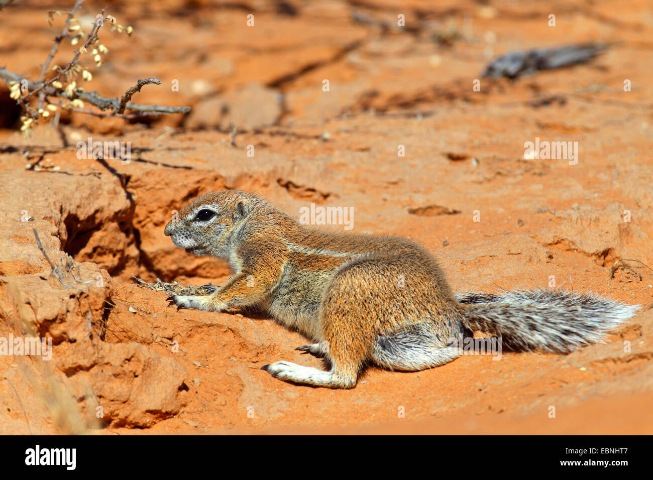 Sudafricano scoiattolo di terra, terra del capo scoiattolo (Geosciurus inauris, Xerus inauris), femmina seduta nella sabbia di fronte al den, Sud Africa, Augrabies Falls National Park Foto Stock
