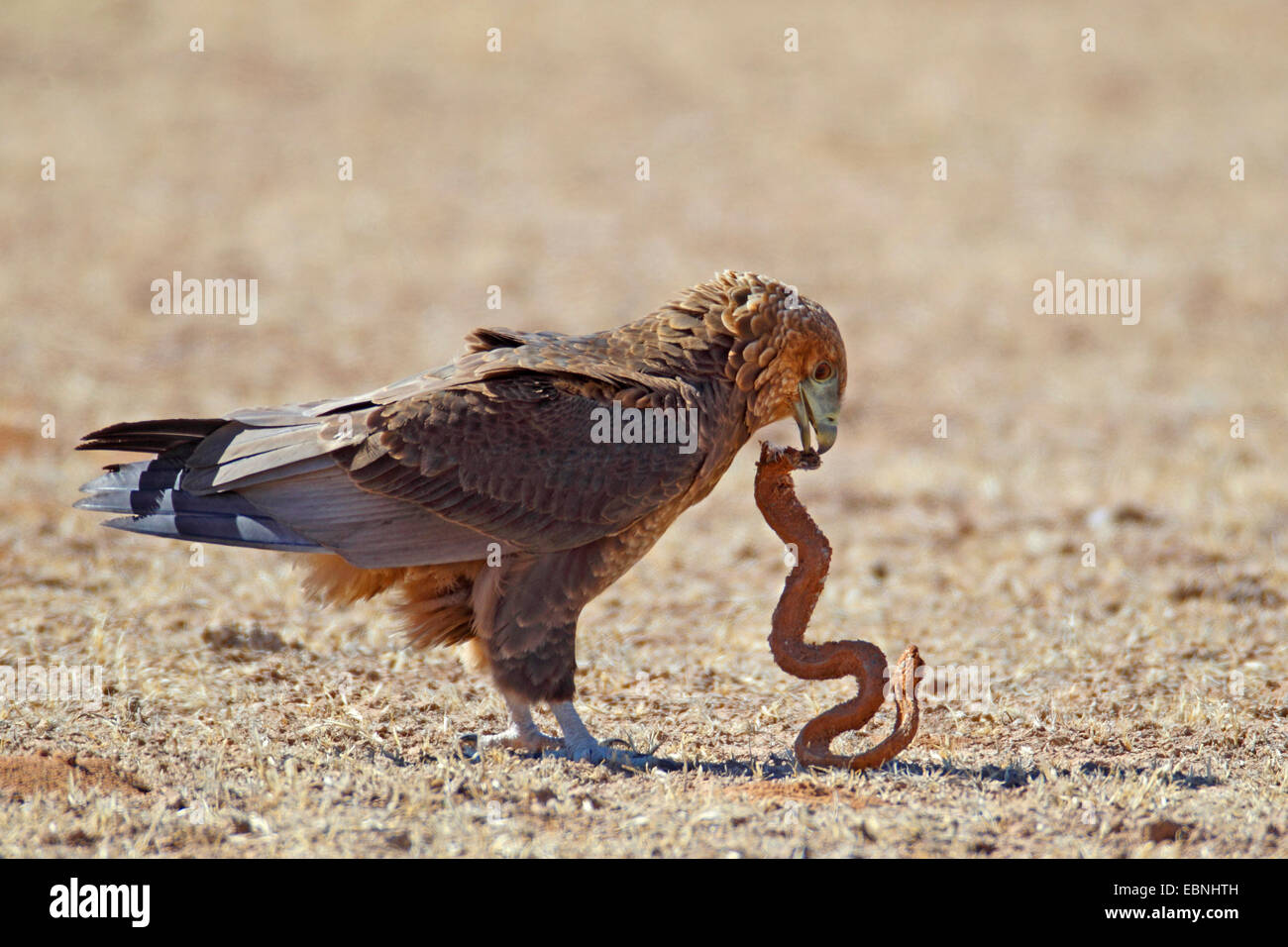 serpente che mangia｜TikTok Search