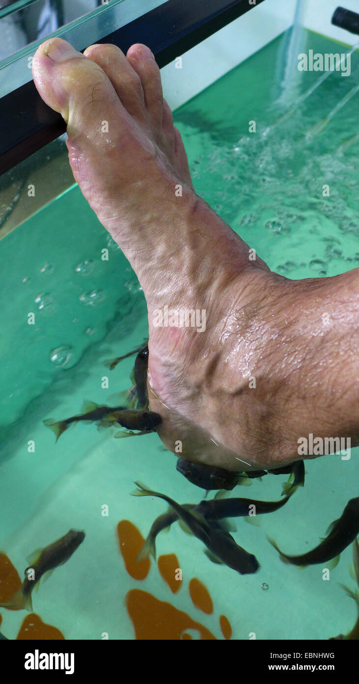 Doctor Fish, Nibble di pesce, pesce Kangal (Garra Rufa), pesce spa, medico pesci alimentazione su particelle di pelle di piedi umani Foto Stock