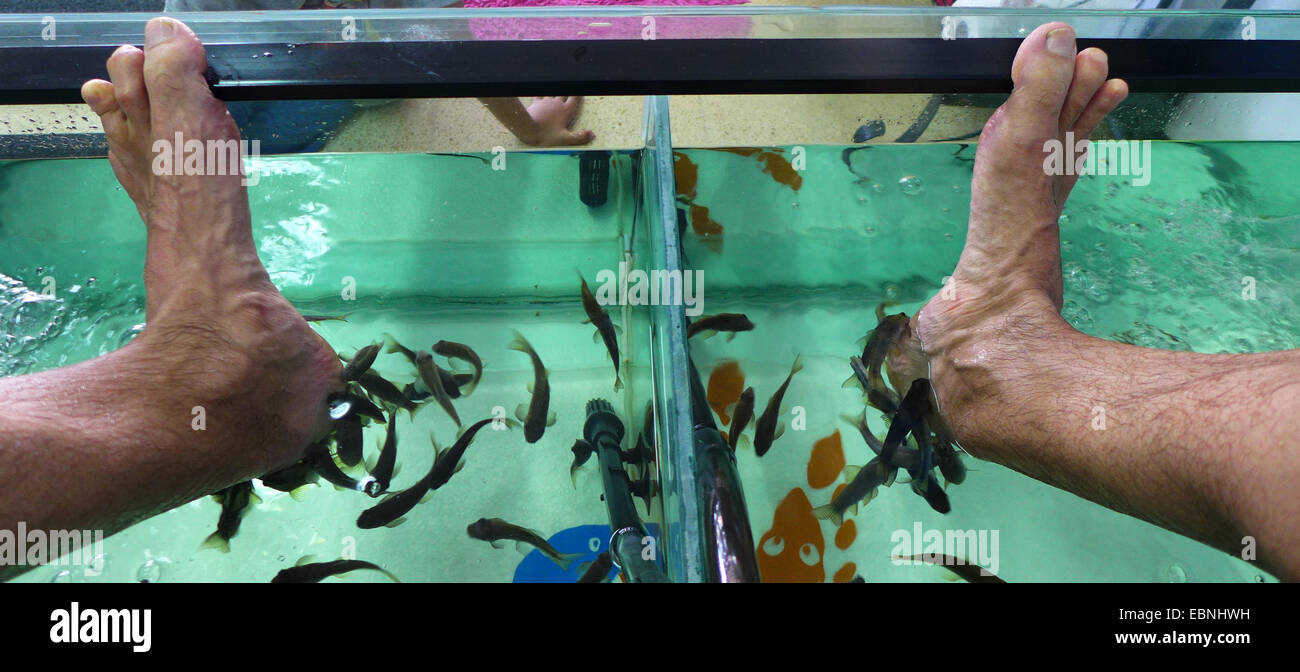 Doctor Fish, Nibble di pesce, pesce Kangal (Garra Rufa), pesce spa, medico pesci alimentazione su particelle di pelle di piedi umani Foto Stock