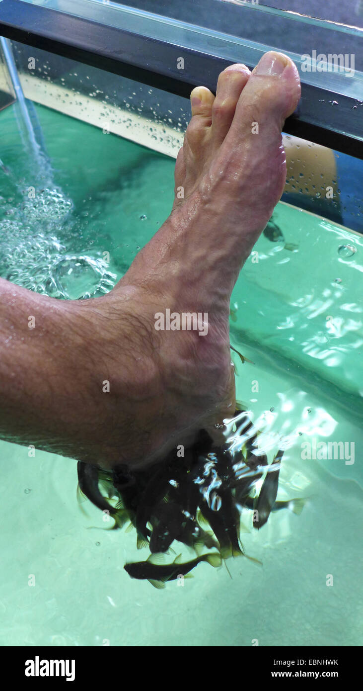 Doctor Fish, Nibble di pesce, pesce Kangal (Garra Rufa), pesce spa, medico pesci alimentazione su particelle di pelle di piedi umani Foto Stock