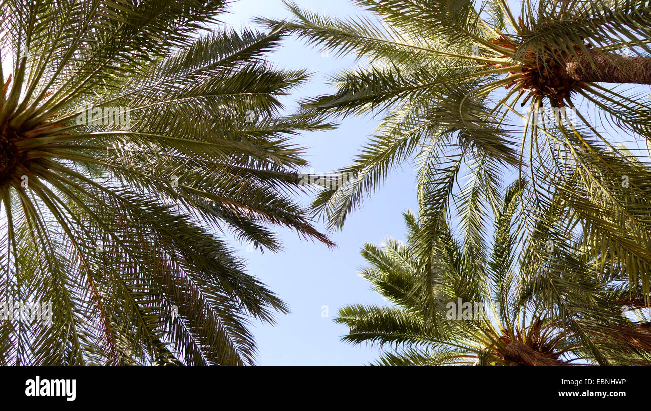 Data palm (Phoenix dactylifera), vie delle corone dal di sotto, Spagna, Balearen, Maiorca Foto Stock