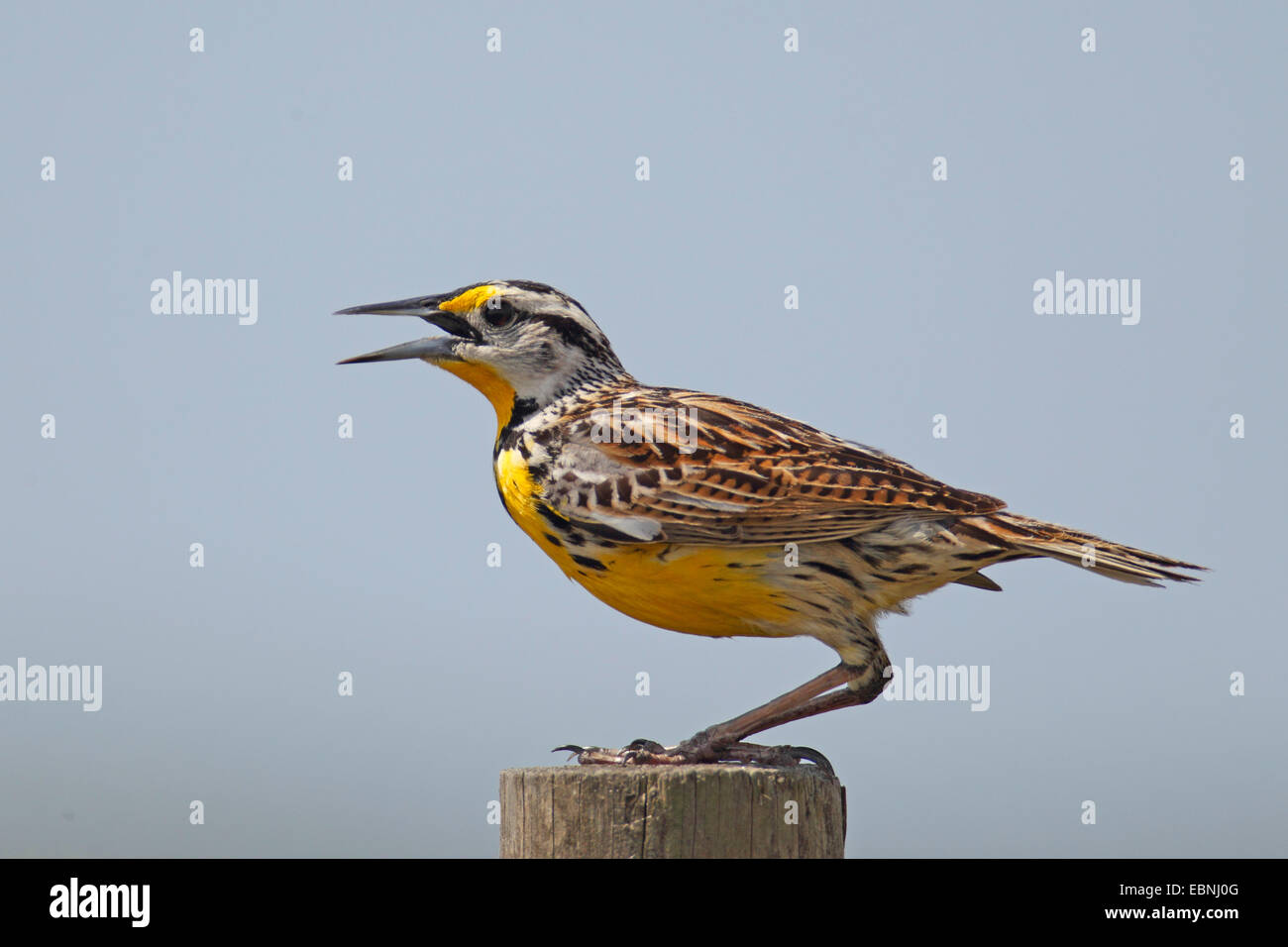 Orientale (meadowlark Sturnella magna), maschio canta su un palo, STATI UNITI D'AMERICA, Florida Foto Stock