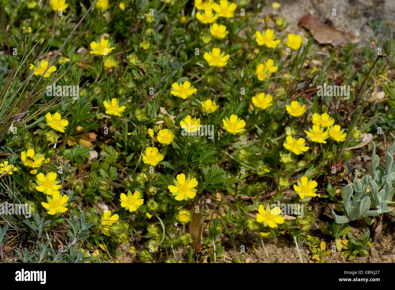 Avvistato cinquefoil (Potentilla tabernaemontani, Potentilla verna, Potentilla neumanniana), fioritura, Germania Foto Stock