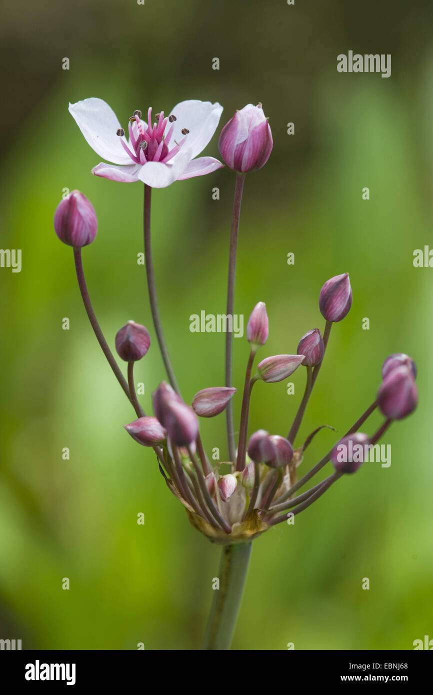 Giunco fiorito, Erba rush (Butomus umbellatus), infiorescenza con un unico fiore aperto, Germania Foto Stock