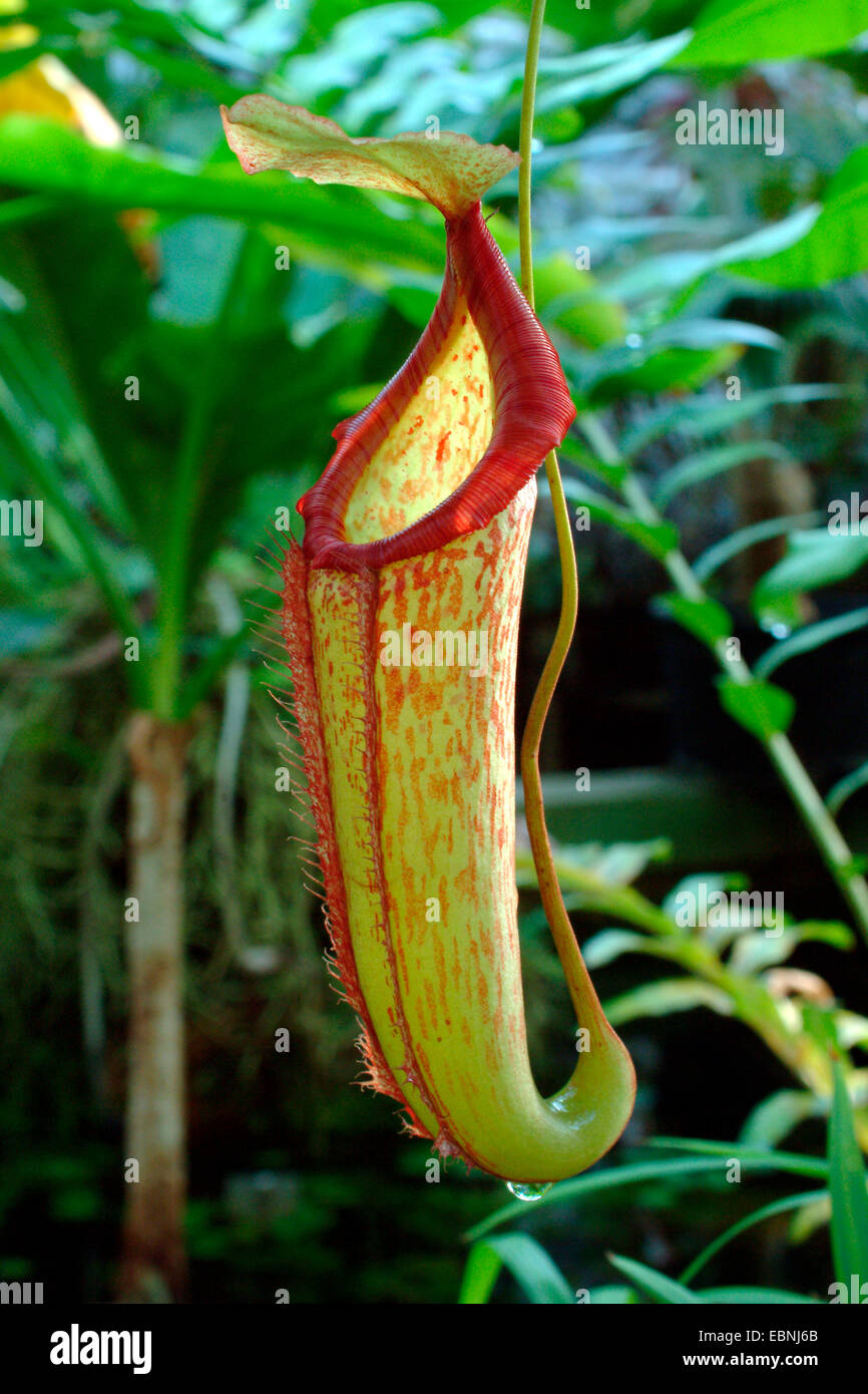 Pianta brocca (Nepenthes ampullaria), la trappola Foto Stock