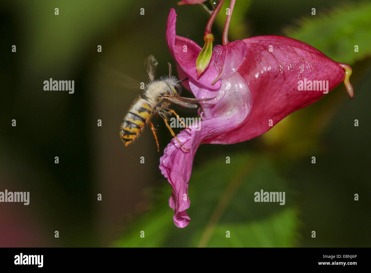 Wasp comune (Vespula vulgaris, Paravespula vulgaris), infettate con stampo, allattamento un nettare un touch-me-non fiore, in Germania, in Baviera Foto Stock