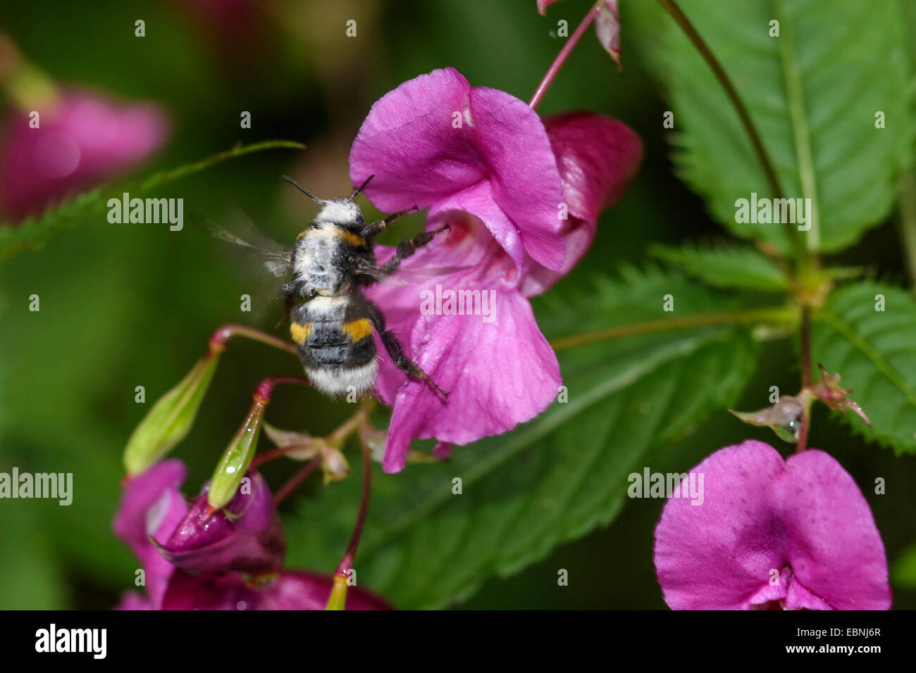 Buff-tailed Bumble Bee (Bombus terrestris), infettate con stampo, allattamento un nettare un touch-me-non fiore, in Germania, in Baviera, Isental Foto Stock