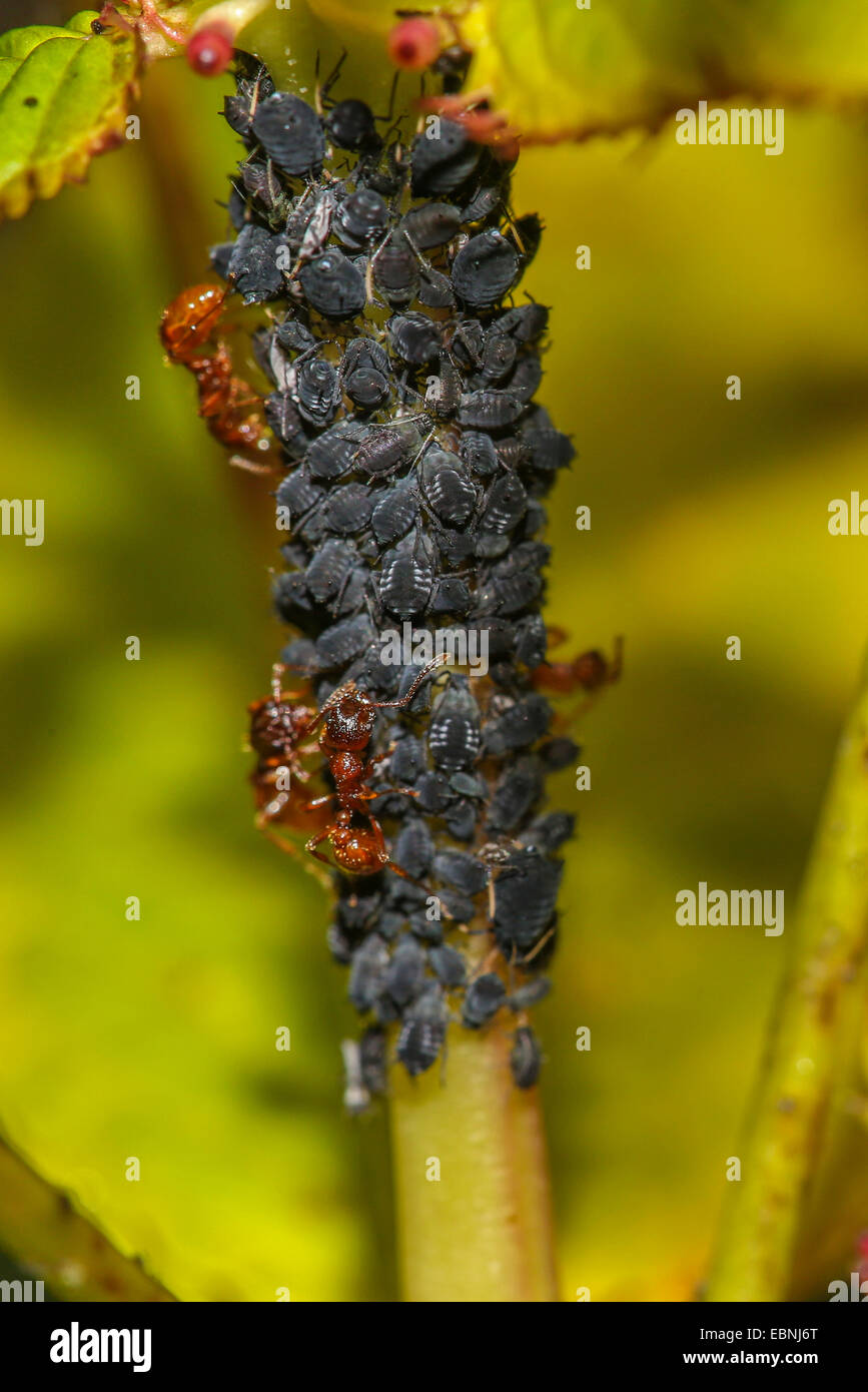 Afide Acyrthosiphon (spec.), colonia in touch-me-non munte da formiche, in Germania, in Baviera, Isental Foto Stock