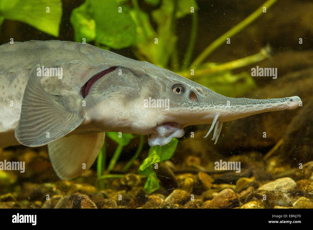 Storione Siberiano (Acipenser baerii), ritratto Foto Stock