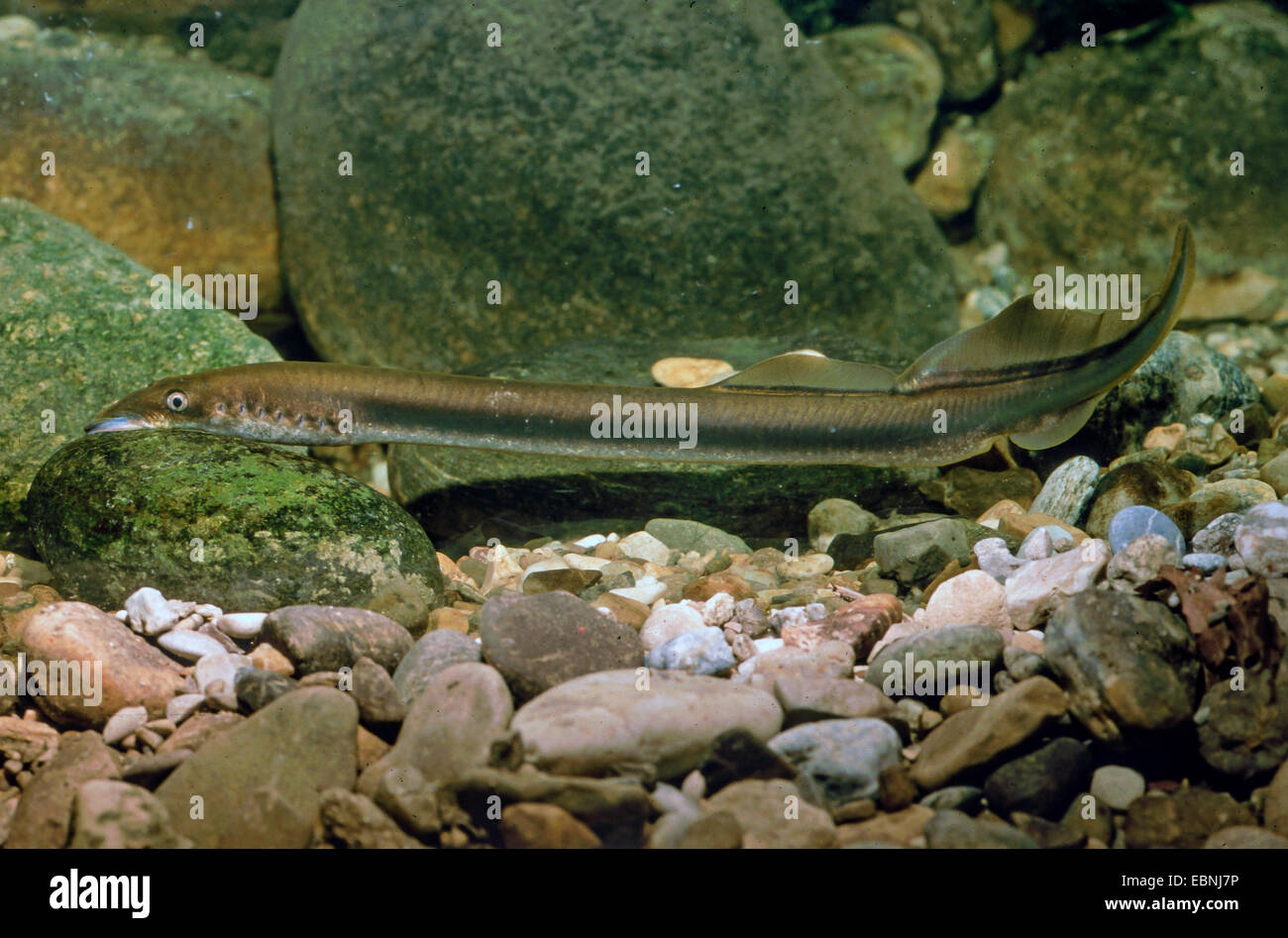 Lampreda di fiume, lampern, Europeo lampreda di fiume (Lampetra fluvialis), aderito ad una pietra, Germania Foto Stock