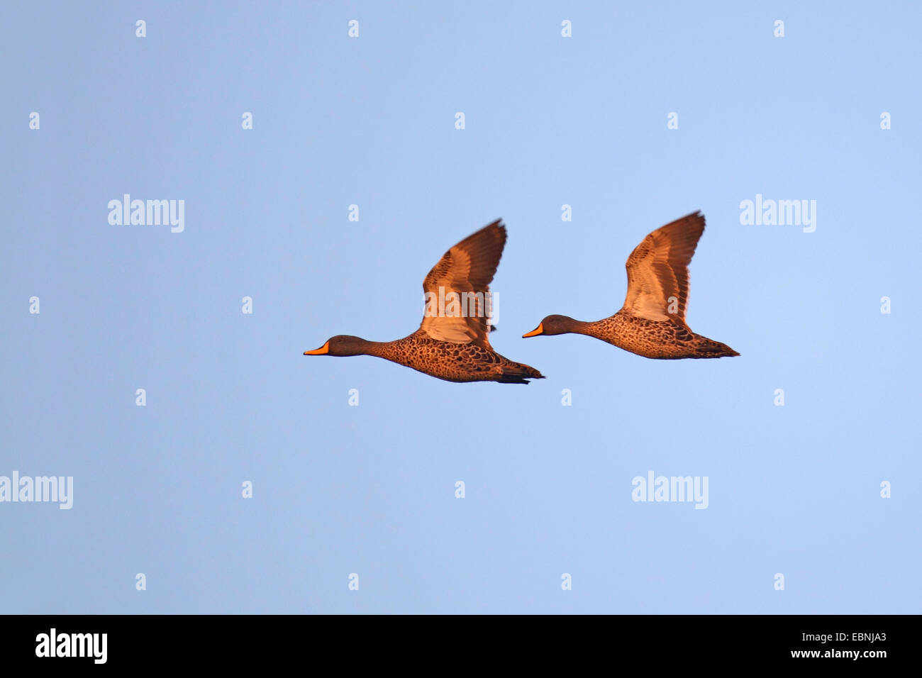 African giallo-bill (Anas undulata), due battenti anatre, Sud Africa, Parco Nazionale di Pilanesberg Foto Stock