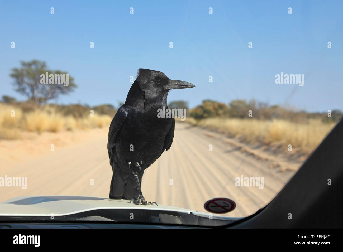 Corvo nero (Corvus capensis), seduta sul cofano del motore di un'auto, Sud Africa, Kgalagadi transfrontaliera Parco Nazionale Foto Stock