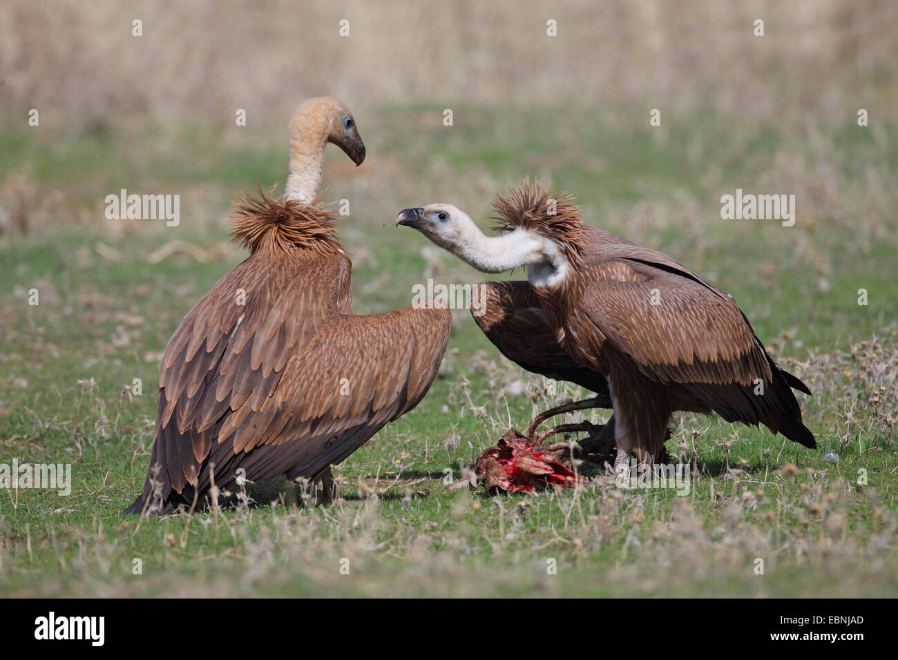 Grifone (Gyps fulvus), due avvoltoi immaturi che lottano per il cibo, Spagna Estremadura Foto Stock