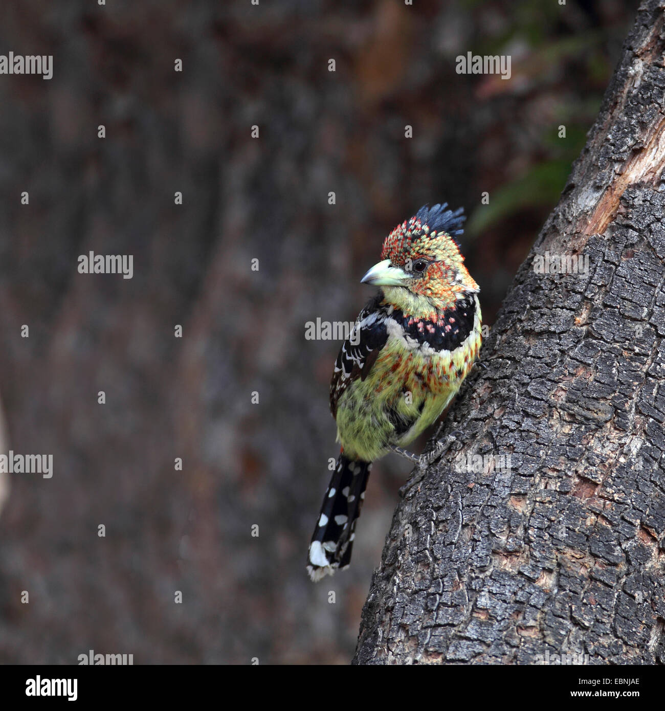 Levaillant's barbet (Trachyphonus vaillantii), seduti su un tronco di albero, Sud Africa, Augrabies Falls National Park Foto Stock
