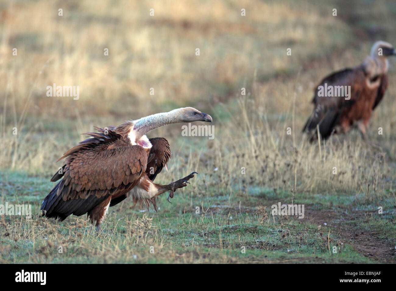 Grifone (Gyps fulvus), avvoltoio immaturi andando a carrion, Spagna Estremadura Foto Stock