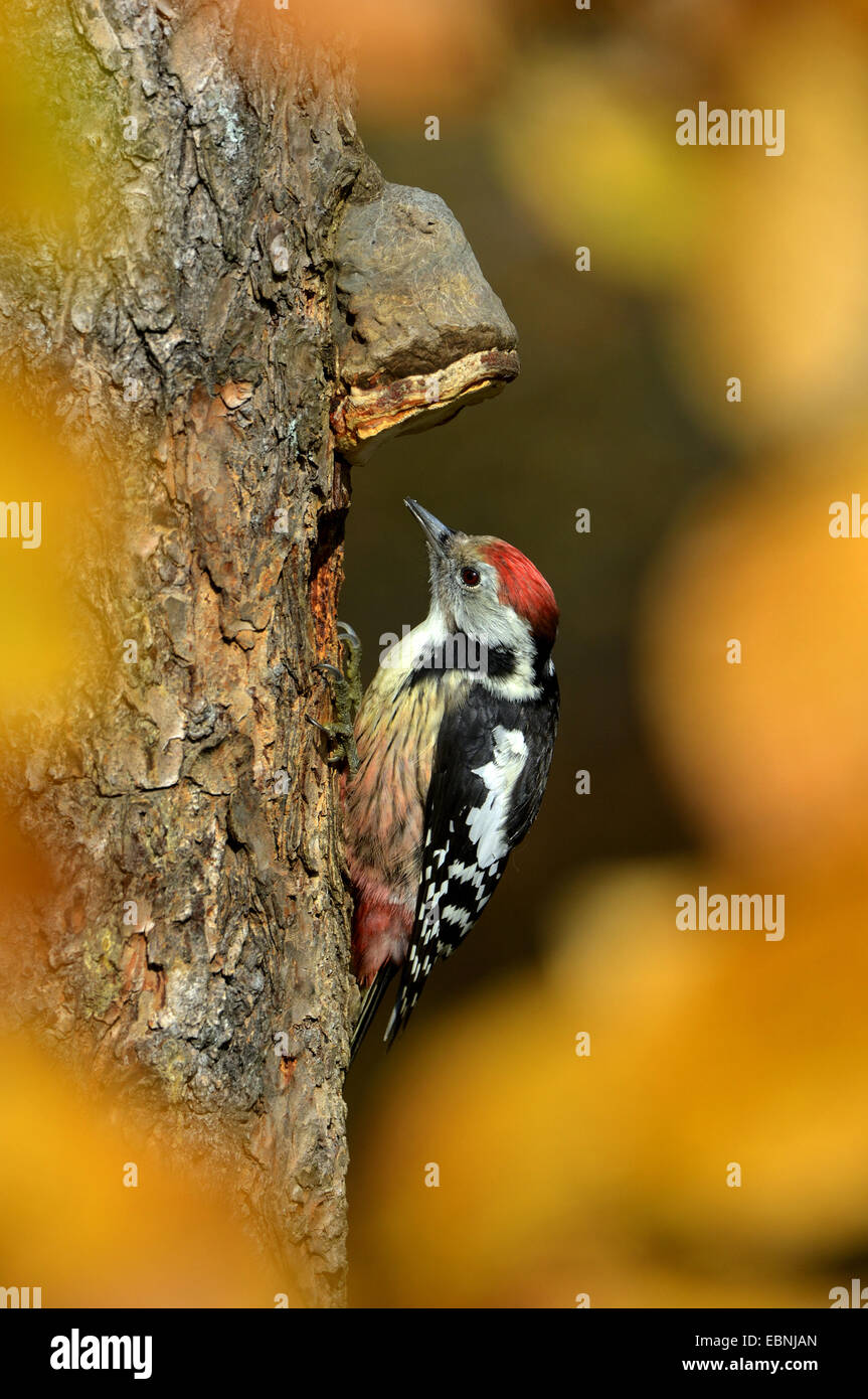 Medio macchie Picchio (Picoides medius, Dendrocopos medius), in corrispondenza di un tronco di albero con staffa fungo, incorniciato con autunno folliage Foto Stock
