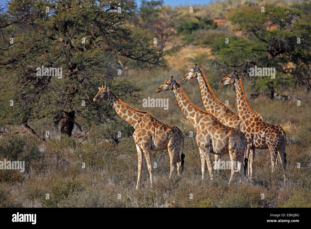 Giraffe (Giraffa camelopardalis), gruppo nella savana africana, Sud Africa, Kgalagadi transfrontaliera Parco Nazionale Foto Stock