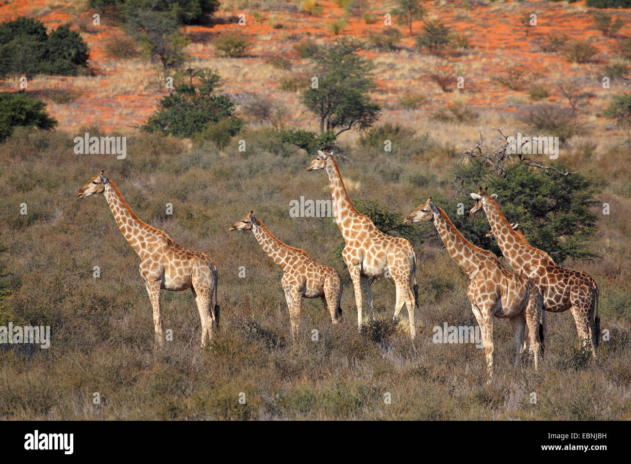 Giraffe (Giraffa camelopardalis), gruppo nella savana africana, Sud Africa, Kgalagadi transfrontaliera Parco Nazionale Foto Stock