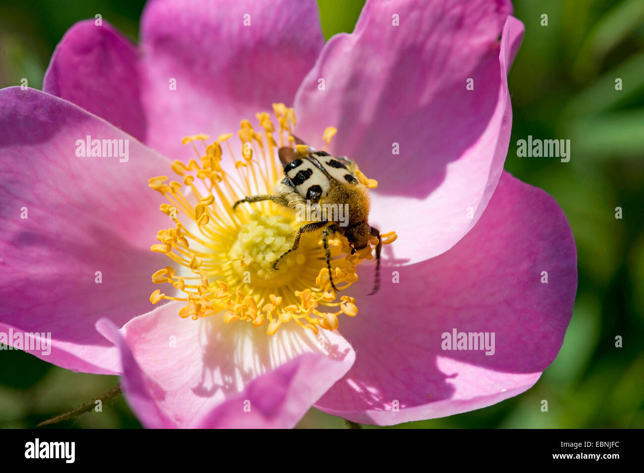 Bee chafer, bee beetle (Trichius fasciatus), sul rosa gallica, Germania Foto Stock