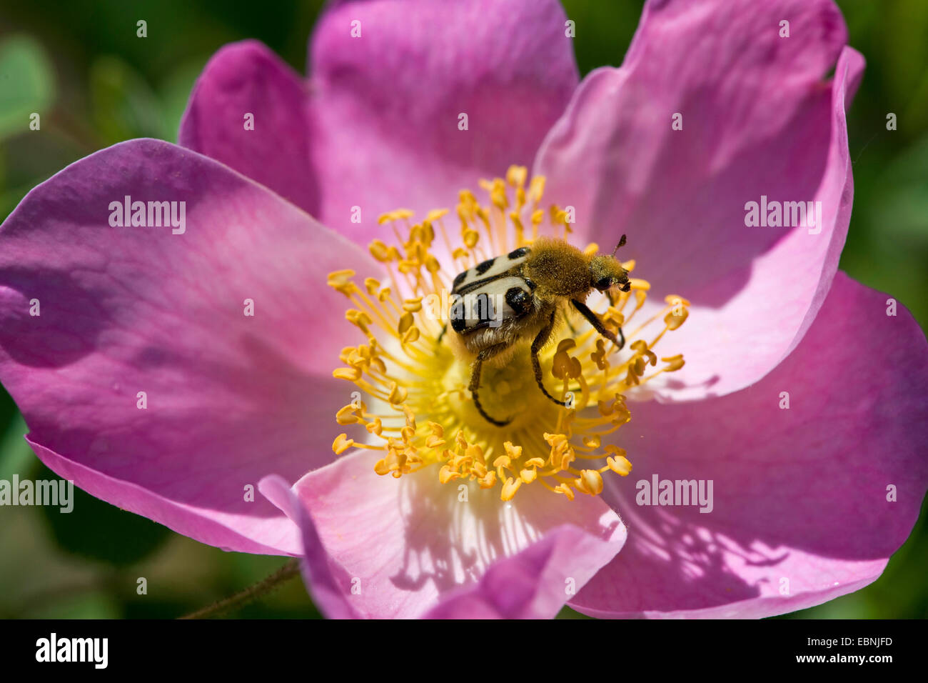Bee chafer, bee beetle (Trichius fasciatus), sul rosa gallica, Germania Foto Stock