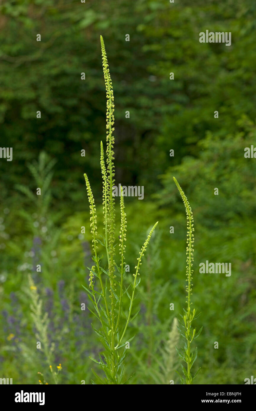 Dyer's Rocket, Dyer di erbaccia, saldare, Woold, giallo Erba (Reseda luteola), fioritura, Germania Foto Stock